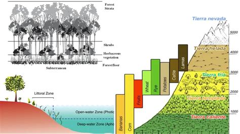 Pyramid of Biomass - Definition, Types, Examples - Biology Notes Online