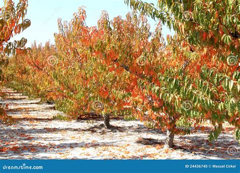 Spanish Cherry Orchard in Autumn, Murcia Stock Photo - Image of grower ...