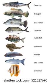 Image result for Fish in Turtle Python