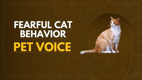 Image result for Help Me Cat