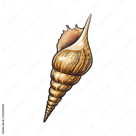 Image result for Biro Drawing Shell