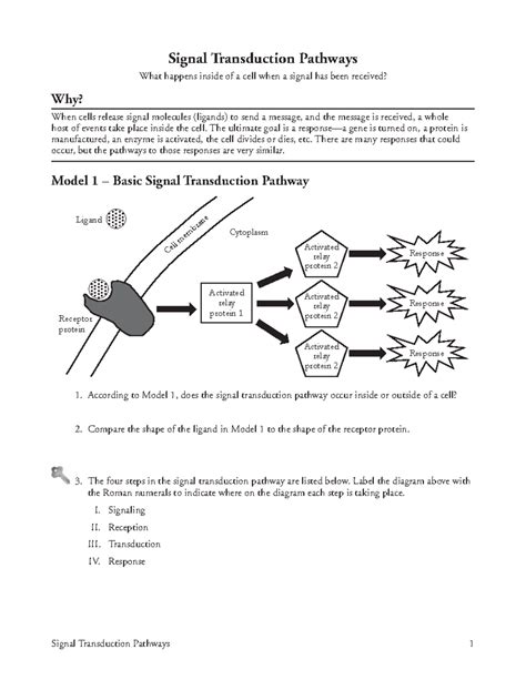 13 Signal Transduction Pathways-S - The ultimate goal is a response—a ...