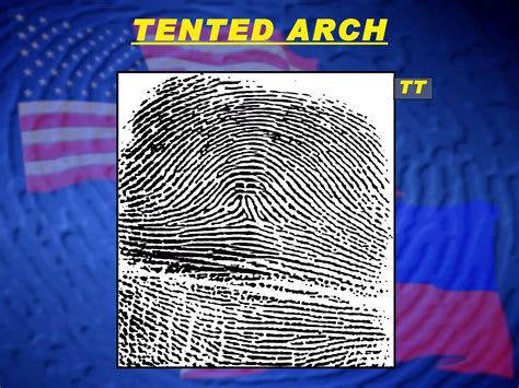Fingerprint Classification - Arch Patterns | PPT