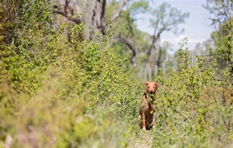 Download wallpaper trail, shrub, red dog, section dog in resolution ...