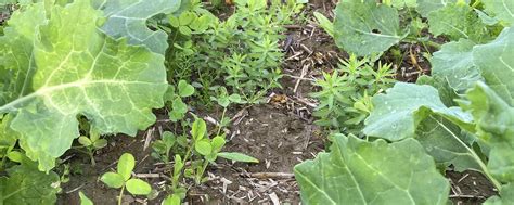 Begleitsaaten für Raps rechtzeitig planen: Aber Achtung bei Herbiziden ...