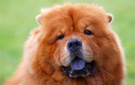 Chow Chow Dogs Glance Snout Head Ginger color Animals Chow Dog Breed ...