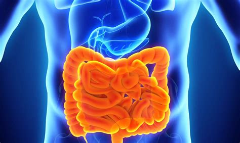 El otro cerebro y cómo los intestinos influyen en el estado emocional ...