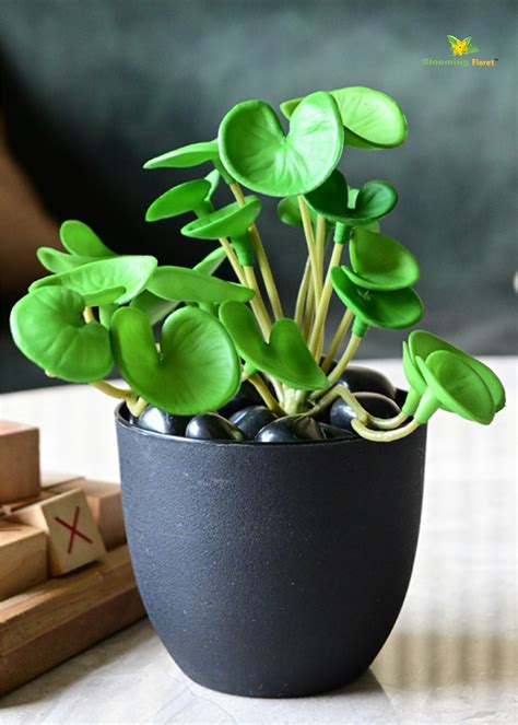 Lush Leaf Pennywort Succulent – Blooming Floret