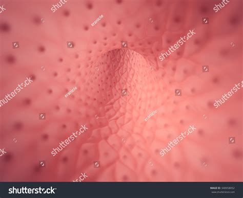 Image result for Empty Body Shell