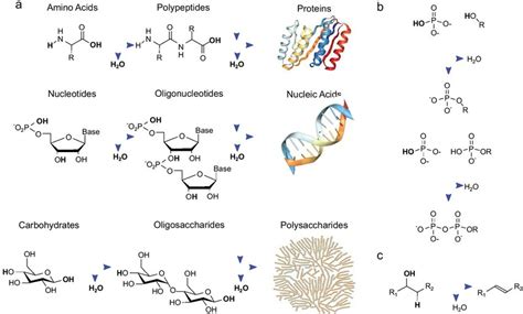 Image result for Dehydration Reaction Example