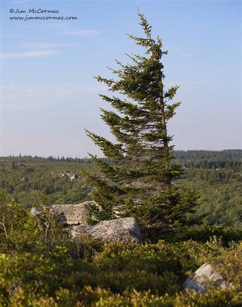 Ohio Birds and Biodiversity: Dolly Sods, West Virginia