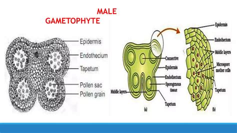 Development of male gametophyte | PPTX