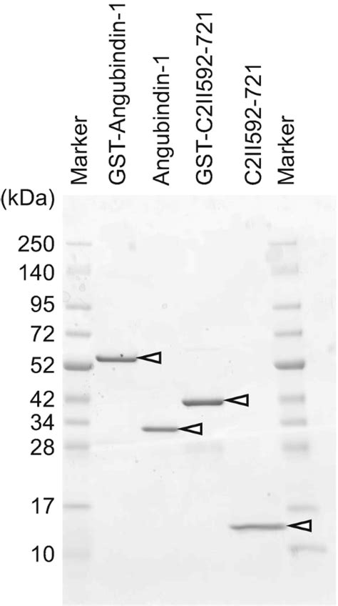 Protein Expression Methods 的图像结果