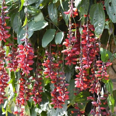 OXY GREEN PLANT® Indrapushpa Basor lata Climbers Vines Scarlet Clock ...