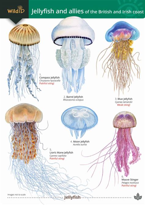 Jellyfish Characteristics Jellyfish Have Human Like Eyes | Live