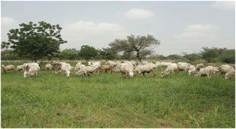 Krishi Vigyan Kendra, Jodhpur-I