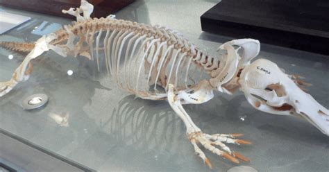 Scientists baffled by reptile-mammal fossil indicating an 'unsuspected ...
