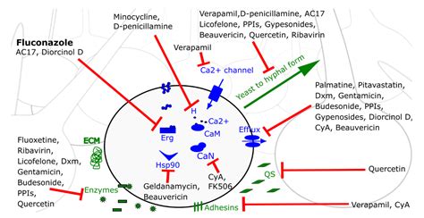 Combination Therapy to Treat Fungal Biofilm-Based Infections