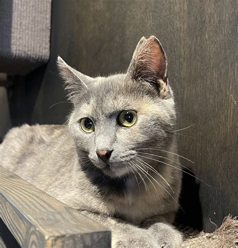 Java Whiskers Logo 的图像结果