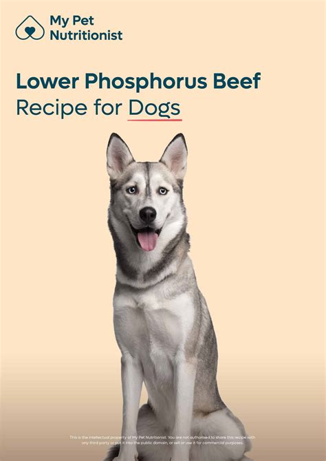 Kidney Diet: Low Phosphorous Vs Low Protein - My Pet Nutritionist