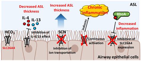 Chloride/Multiple Anion Exchanger SLC26A Family: Systemic Roles of ...