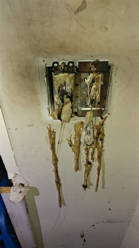 Why you shouldnt use Rubbing Alcohol to Kill Bed Bugs : r/Bedbugs