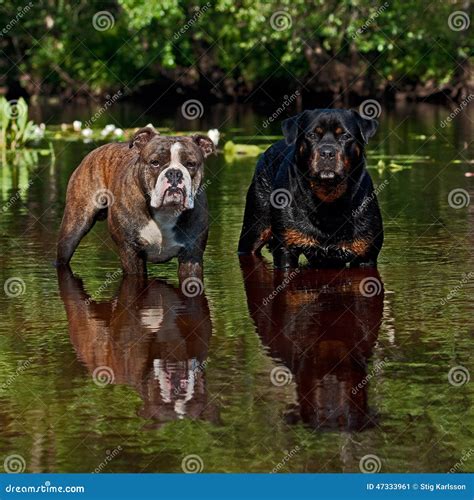 Rottweiler English Bulldog Mix