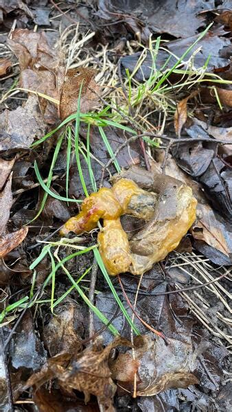 Image result for Cockapoo Poo