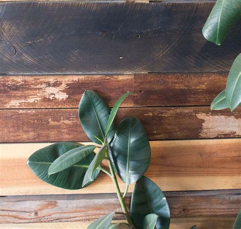 On the Grid : North Side Shack