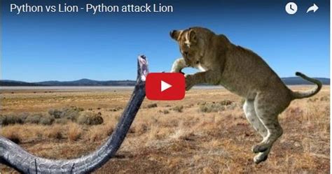 Image result for Lion Python Code