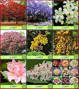 Creative Farmer Plant Seed Combo Tree Seeds : Jacaranda, Gulmohar ...