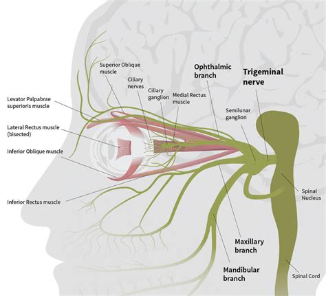 Branches Of Ophthalmic Branch Of Trigeminal Nerve