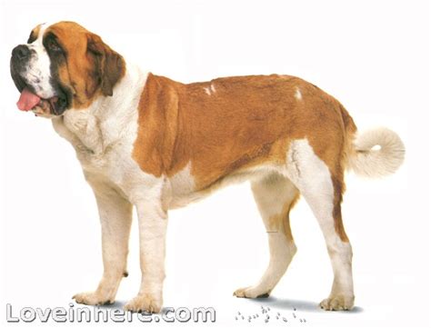 盘点世界最具贵族气质的十大名犬（组图）-搜狐财经
