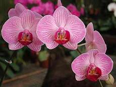 immagini fiori orchidee come piantare le orchidee notizie it immagini fiori orchidee come piantare le orchidee notizie it