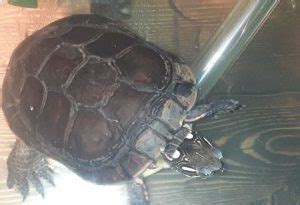 Image result for Peeling Turtle Shell