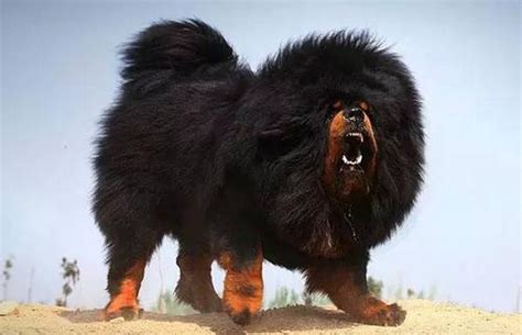China Tibetan Mastiff Craze & Lockdown Puppy Boom - Flying Sesame