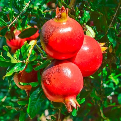 Super Bhagao Bedana, Original Grafted Variety