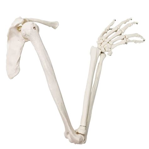 EVOTECH SCIENTIFIC Human Upper Limb Skeleton India | Ubuy