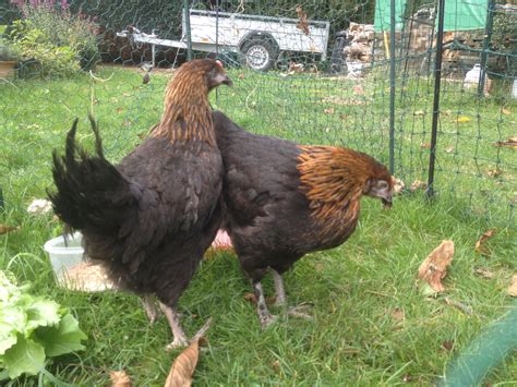 Marans For Sale | Chickens | Breed Information | Omlet