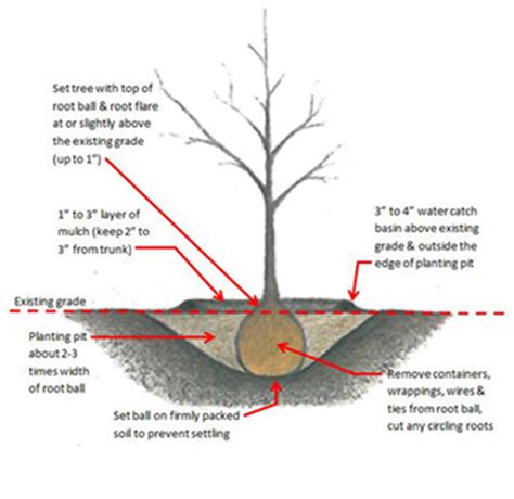 Image result for Proper Tree-Planting