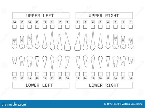 Teeth with Roots Numbering Chart for Adult Teeth. Dentist Numbering ...