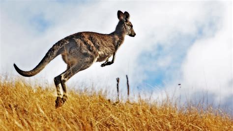Unlock the Sacred Symbolism of the Kangaroo in Aboriginal Lore