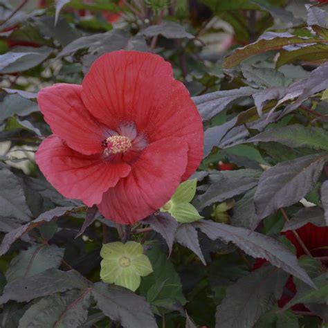 Midnight Marvel Hibiscus | Plant Addicts