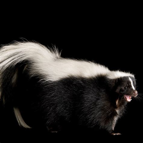 National Geographic Animals Black And White Buy National Geographic