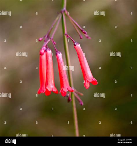 Closeup of flowers of Coral Plant (Russelia equisetiformis) in a garden ...
