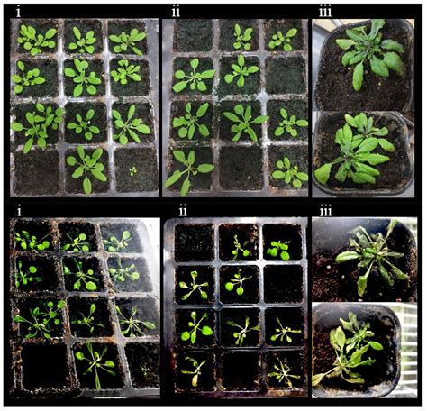 Transcriptomic Analysis Reveals CBF-Dependent and CBF-Independent Pathways under Low-Temperature ...