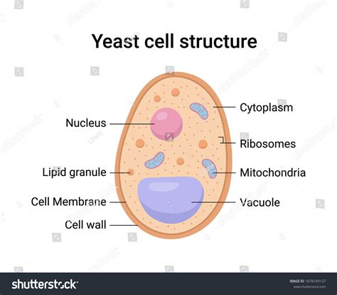 462 Yeast cell vector Images, Stock Photos & Vectors | Shutterstock