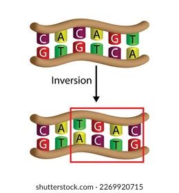 Image result for Inversion DNA