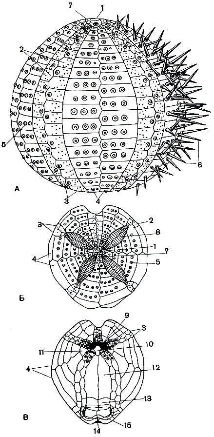 Класс Морские ежи (Echinoidea) [1968 - - Жизнь животных. Том 2 ...