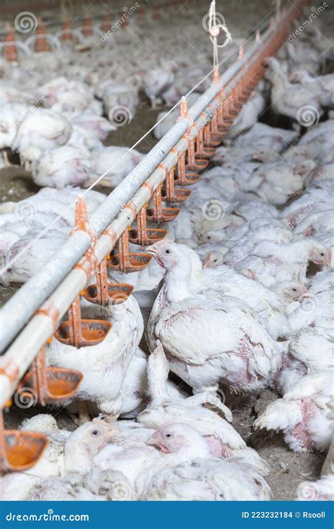 Genetically Modified White Meat Chicken Stock Photo - Image of natural ...